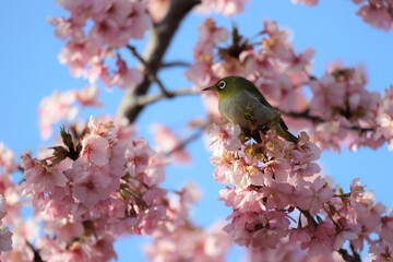 馬見丘陵公園　河津桜とメジロ