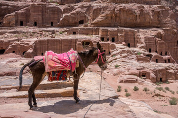 Burro y construcciones excavadas en las paredes de roca de la antigua ciudad de Petra en Jordania
