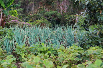 onion, beans and coffee