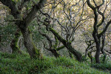 Gnarled winter trees on Yorkshire Coast 8511