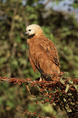 Black-collared Hawk, Moerasbuizerd, Busarellus nigricollis