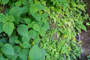 Close up Stone wall covered with green plants and many kind of ferns as background of Mountain Side Cliff in Japan.