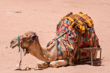 Camello en la ciudad de piedra de Petra en Jordania