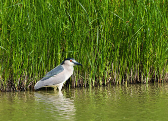Kwak, Black-crowned Night Heron, Nycticorax nycticorax