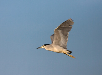 Black-crowned Night Heron, Kwak, Nycticorax nycticorax