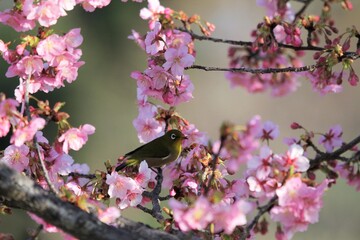 馬見丘陵公園　河津桜とメジロ