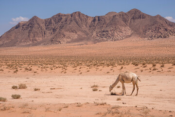 Dromedario pastando  en el desierto de Wadi Rum de Jordania