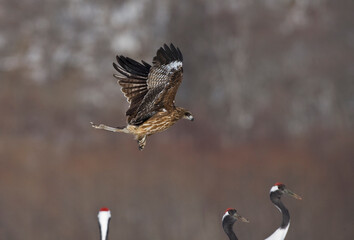 Zwartoorwouw, Black-eared Kite, Milvus lineatus