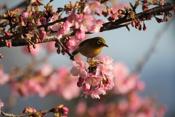 馬見丘陵公園　河津桜とメジロ