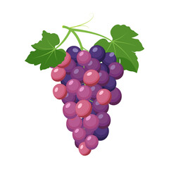 Bunch of purple grapes. Grape product, vector illustration isolated on white background.