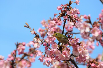 馬見丘陵公園　河津桜とメジロ