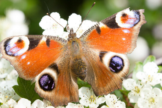Colorful Butterfly on a White Flower