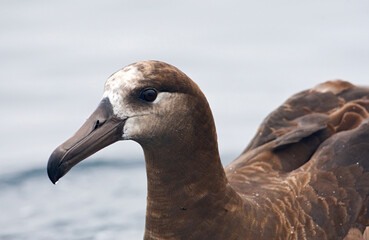 Zwartvoetalbatros, Black-footed Albatross, Diomedea nigripes