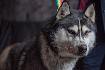 Portrait of a young beautiful husky on a dark background, close-up.