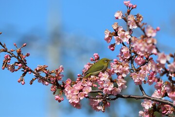 馬見丘陵公園　河津桜とメジロ