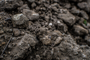 Le nez dans la terre