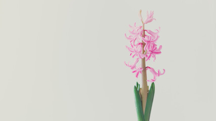 spring flower pink hyacinth on white background banner