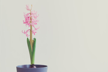 spring flower pink hyacinth on white background