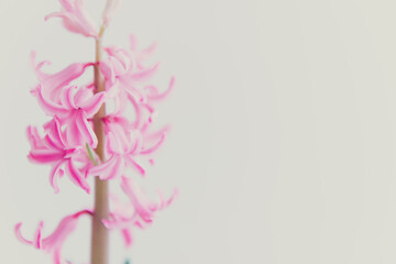 spring flower pink hyacinth on white background