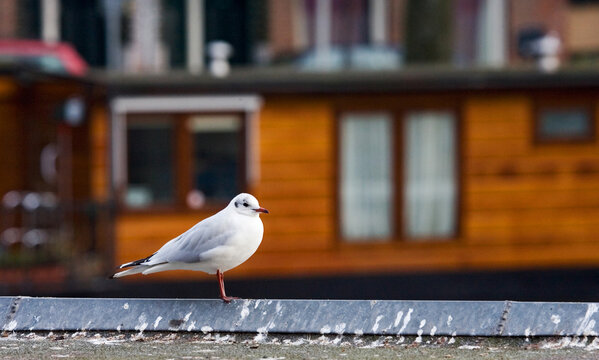 Black-headed Gull, Kokmeeuw, Larus ridibundus