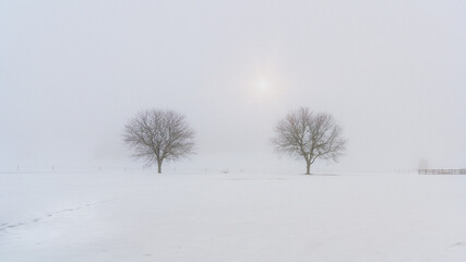 Two trees in a field on a foggy, snow-covered winter morning