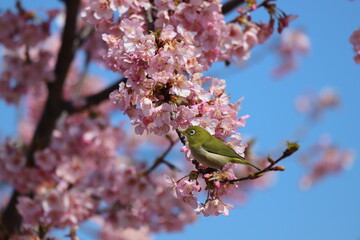 馬見丘陵公園　河津桜とメジロ