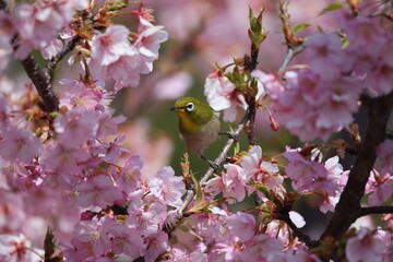 馬見丘陵公園　河津桜とメジロ