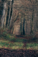 Fototapeta premium Le Bois de la Folie