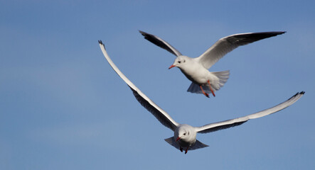 Seagull Flying in the Sky