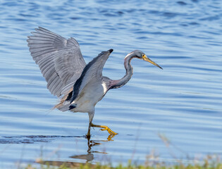 Great Blue Heron looking for food in Upper Myakka Lake in Myakka River State Park in Sarasota Florida USA