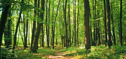Panorama of a green summer forest