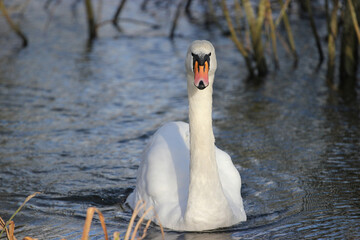 Swan on the Local Pond