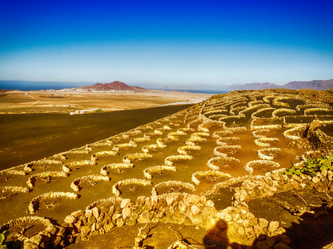 Vineyards in rural landscape, Lanzarote, Canary Islands, Spain