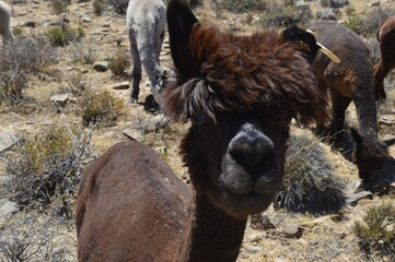 Brown Alpaca closeup