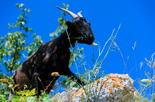 Grazing goat over rocks