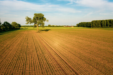 the lone tree in the field..Drone photography