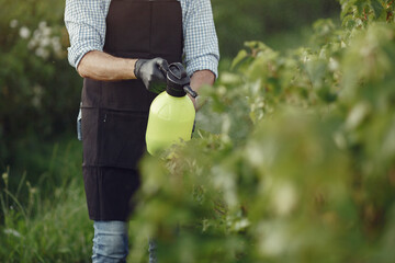 Farmer spraying vegetables in the garden with herbicides. Man in a black apron.