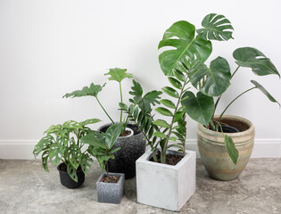 Various house plants in modern stylish containeron on cement floor in white room,natural air ir purify with Monstera,philodendron selloum, Aroid palm,Zamioculcas zamifolia,Ficus Lyrata