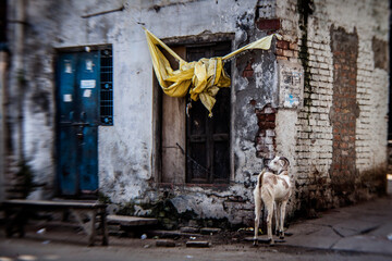 goat on the street of Varanasi