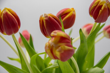 A beautiful spring shrub of yellow red tulips (focus on the back flowers)