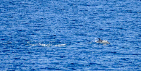 Fototapeta premium swimming dolphin
