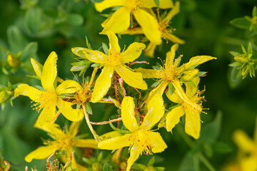 Yellow flowers with green leaves of the medicinal plant St. John's wort on the bush in spring and summer. Treatment with folk remedies, herbal medicine