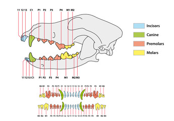 Construction of a dog tooth dental formula