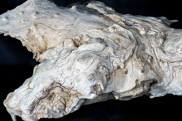 Structure tropical root 