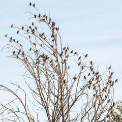 A flock of starlings sits on a dry tree.	