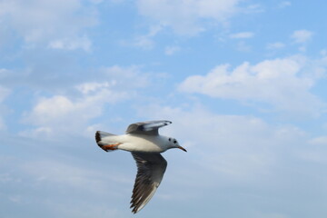 this is a random picture of some seagulls hope you like them 