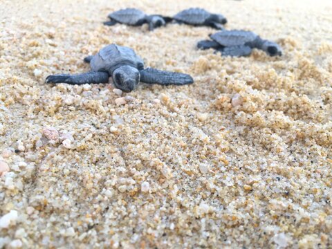 Baby Sea Turtles on the beach, Baja California, Mexico