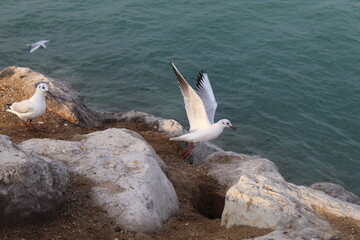this is a random picture of some seagulls hope you like them 