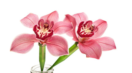 Fototapeta na wymiar Cymbidium orchid isolated