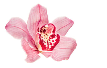 Cymbidium orchid isolated